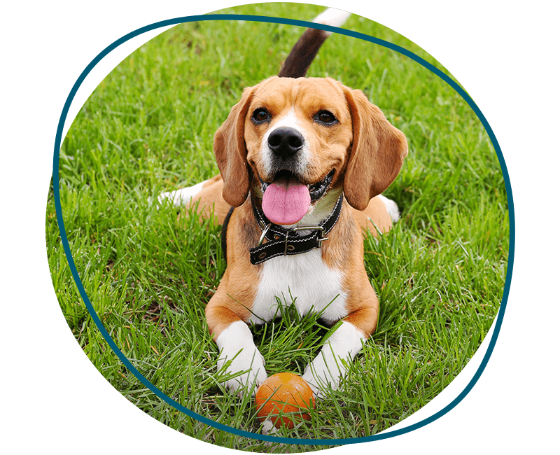 funny cute dog at park