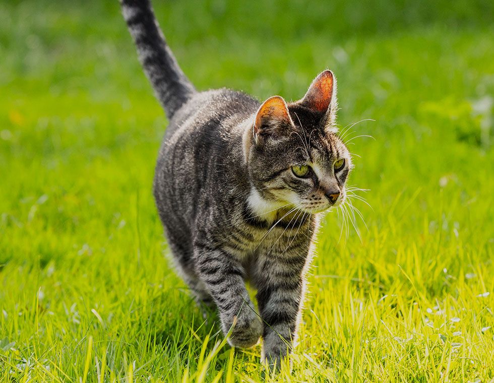 cat looking away at field