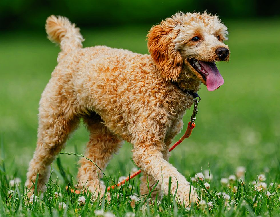 cute brown dog at park with collar
