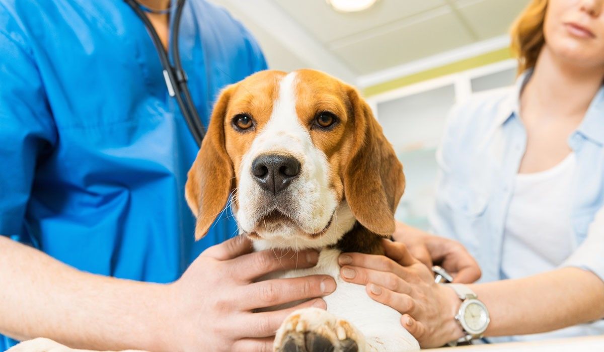 beagle-dog-at-vet