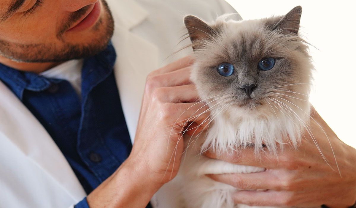 vet-looking-beautiful-cat-at-animal-hospital