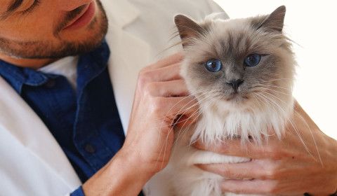 The Importance of Regular Veterinary Checkups: What to Expect and How to Prepare