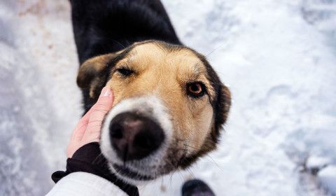 Common Winter Hazards for Pets and How to Avoid Them