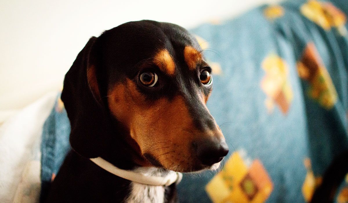 anxious-dog-with-bright-brown-eyes