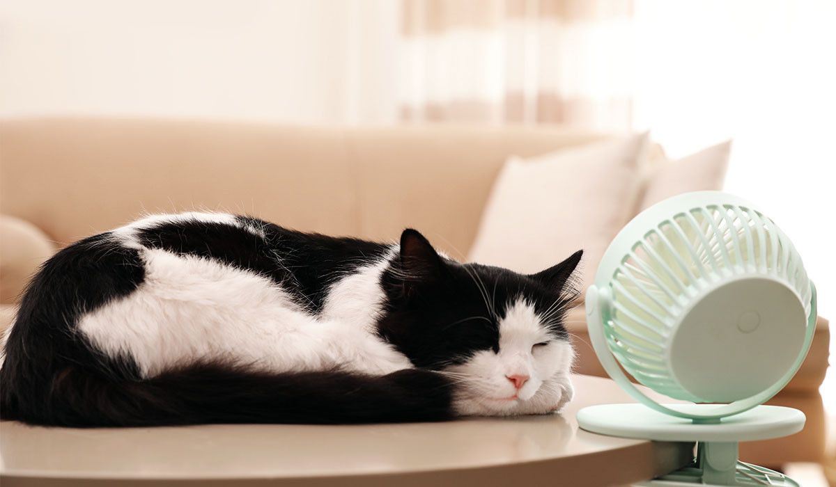 cat-safety-cool-down
