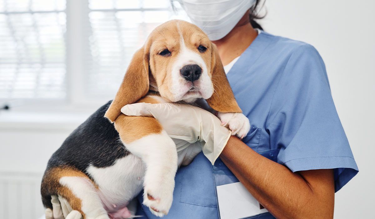beagle-puppy-in-arms-of-veterinary-technician