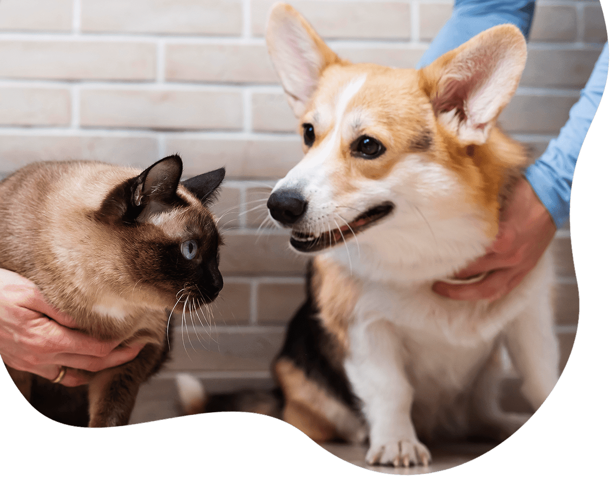 owners keep a welsh corgi dog and a thai cat nearby