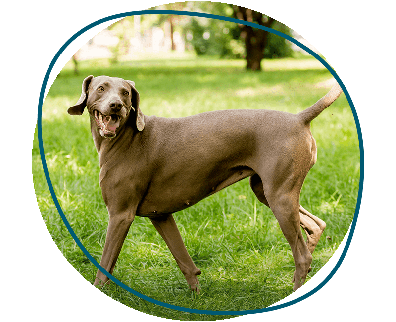 cute weimaraner dog