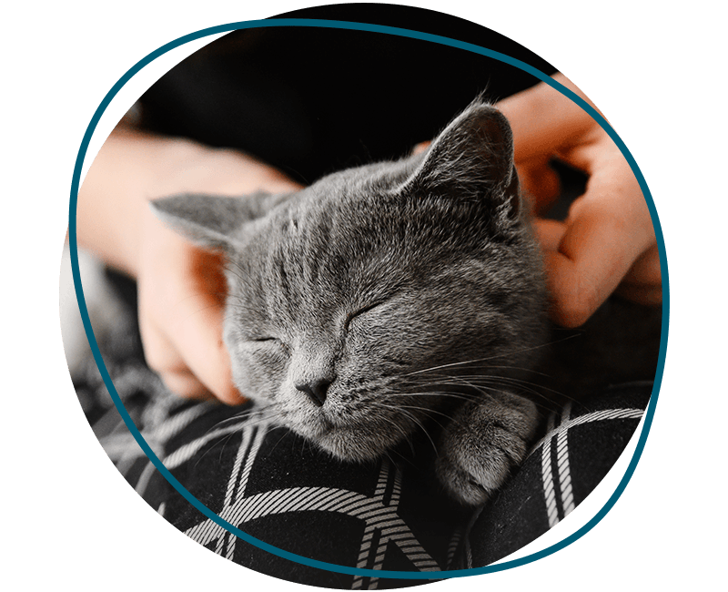 girl holds her beloved cat