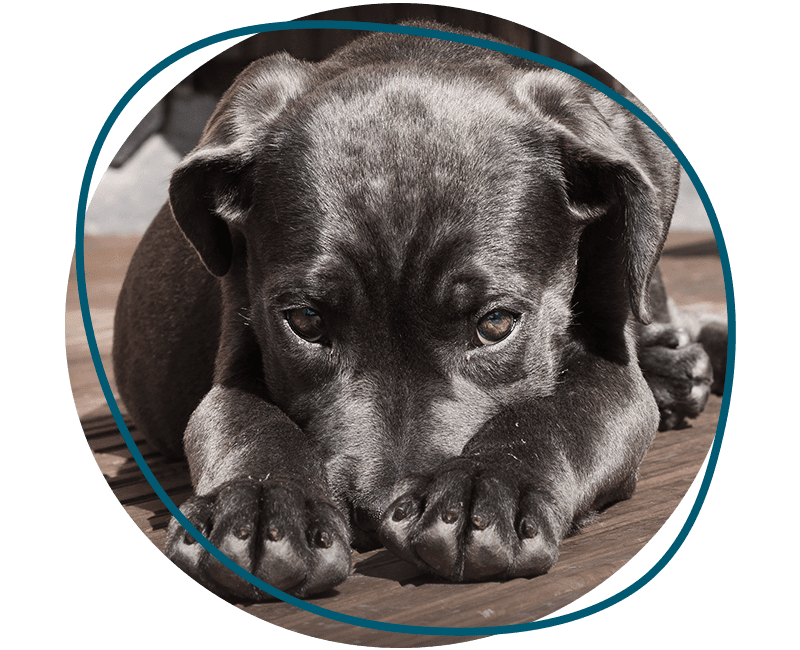 sad dog