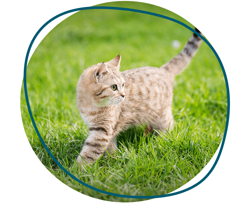cat walking at field