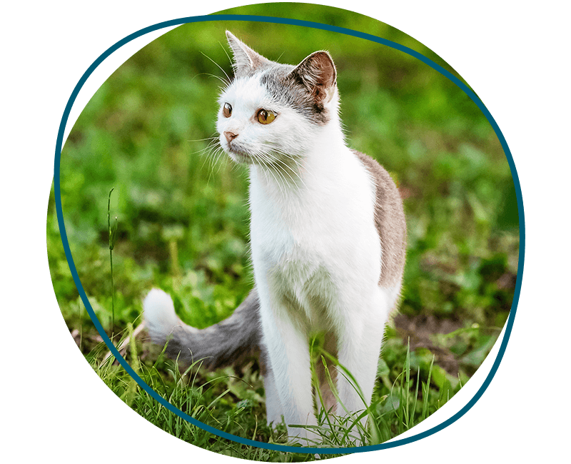 white spotted cat at green grass