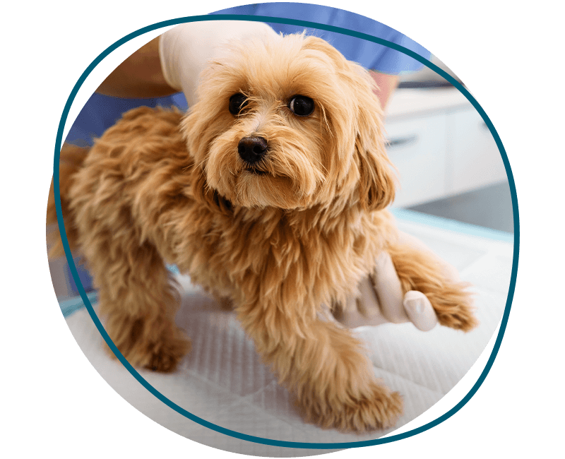 doctor helping dog