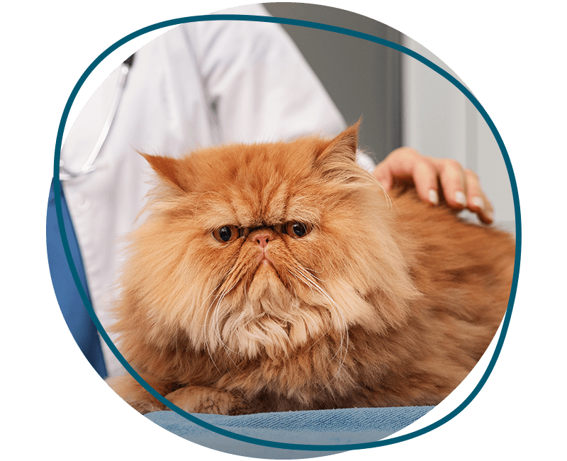 veterinarian taking care cat