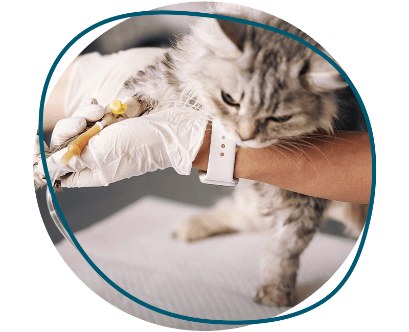 cat under urgent care