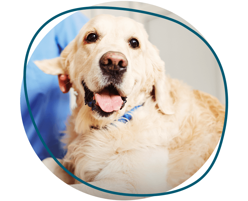 dog happy at veterinary