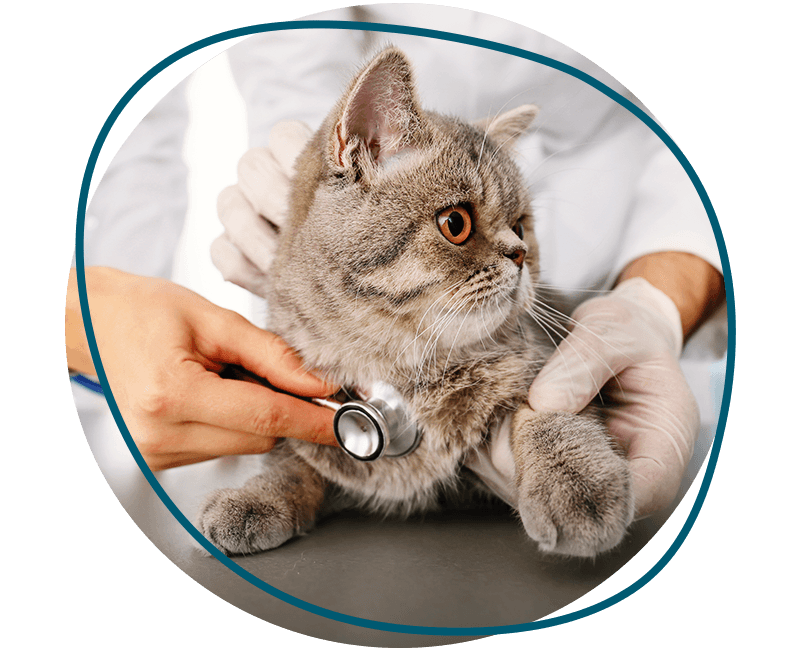 vet checking cute cat with stethoscope