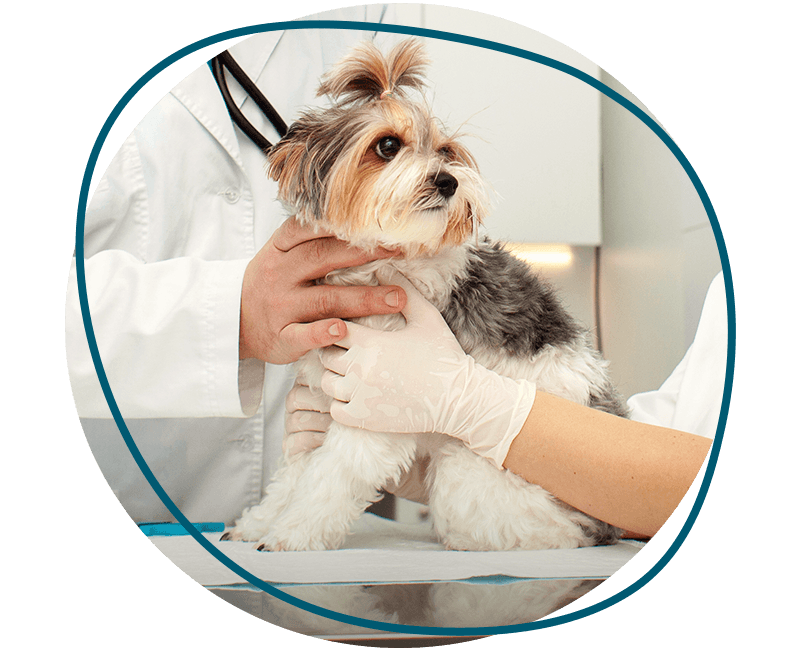 veterinarians examine biewer york dog